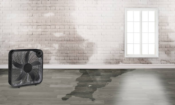 Best Ceiling water damage repair  in Fairmont, WV